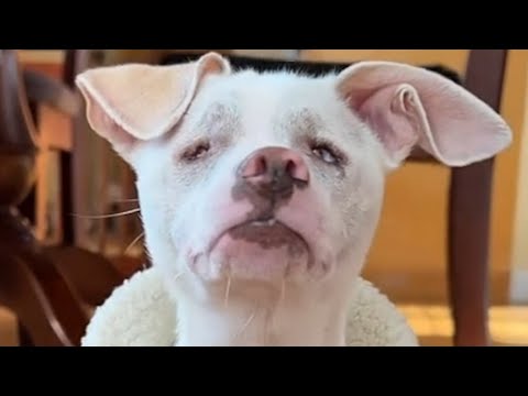 Blind dog steals shoes for devious reason