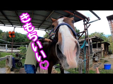 サラブレッドをかいてあげるとこうなります。