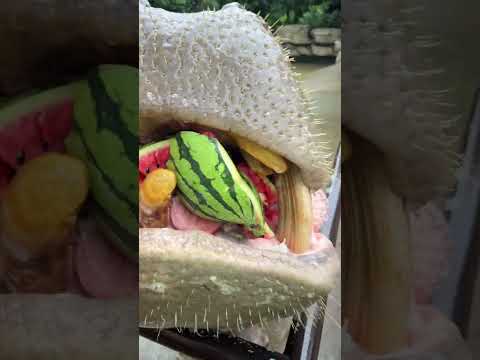 Hippo Qige Rainy Day Edition Watermelon ASMR Changxing Cultural Tourism Gathering Changxing Drag