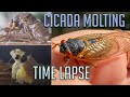 Brood X Cicadas: Facts and Behavior