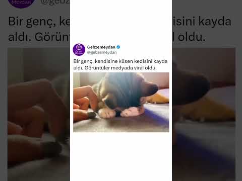 Sahibine küsen kedi #kedivideoları #cat #catshorts #keşfet #ytviral #music