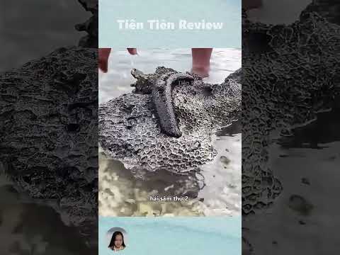Bên trong hải sâm có gì #short #shorts #viralvideo
