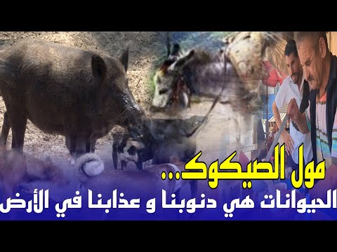 مول الصيكوك الحيوانات هي ذنوبنا تعذب في الأرض على ما فعلت