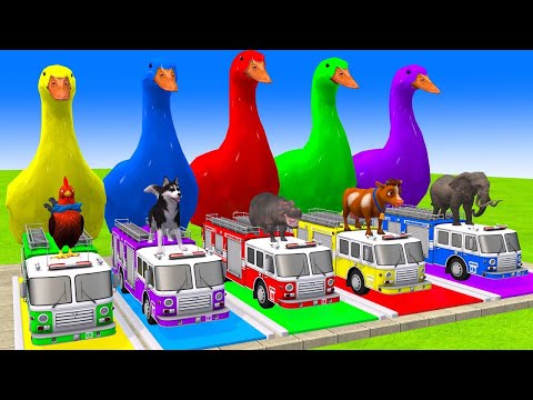 5 Giant Duck Cartoon,Cow,Elephant,Tiger,Lion,Dinosaur,Paint Wild Animals Crossing Fountain Animation