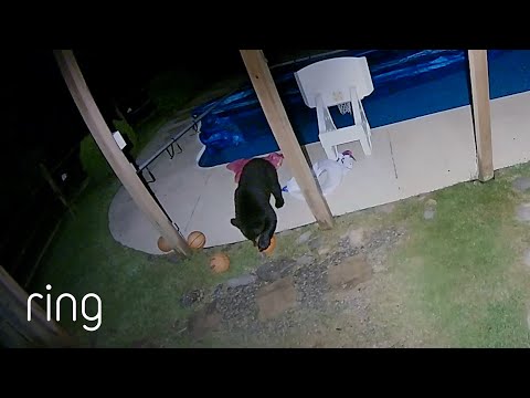 Bear Treats Backyard as a Recreational Facility | RingTV