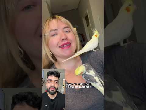 Descobri que minha calopsita é uma fêmea #calopsita #calopsitas