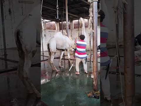 جمل 🐫 لما يكون واخد بالو @youtubecreators