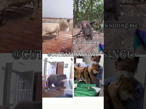 cute animals funny video trending shorts 🥰 #funnycomedyshort #cuteanimalsfunnyvideos #funnycomedys