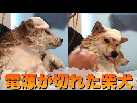 嫌いなお風呂にテンション低めな柴犬。終わると同時に電源が切れる