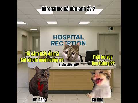 Sự kì diều của adrenaline #meme #cat #pets