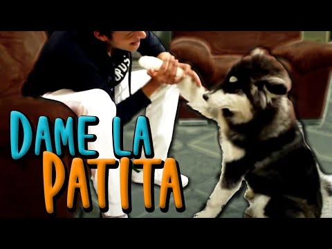 Enséñale a tu PERRO a DAR LA PATITA - MartGon