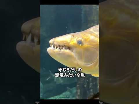 猫の動画サムネイル - 【水族館ガチャ】恐竜がいる水族館🦖⁉️