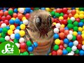 Animal Behavior and Intelligence Studies