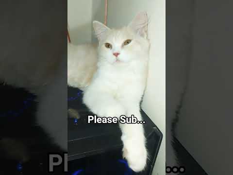Cat Videos  Cat lover #cat #Mochi #funnycat #catvideos