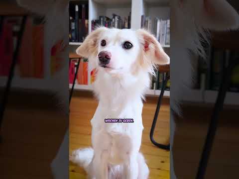Mein HUND lernt SPRECHEN?! 😱 #short #vlog #hund #wuffzessin #wuffinator #sprechen