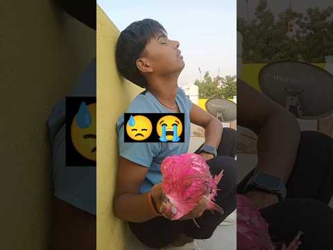 यह क्या हो गया कबूतर को 😭🥺😭 #pigeon #pigeonlover #sadpigeon #virelshorts #youtubeshorts