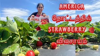 💥America தோட்டத்தில் strawberry🍓பறிக்கலாம்💢strawberry picking in tamil- USA Tamil vlog #tamilvlog