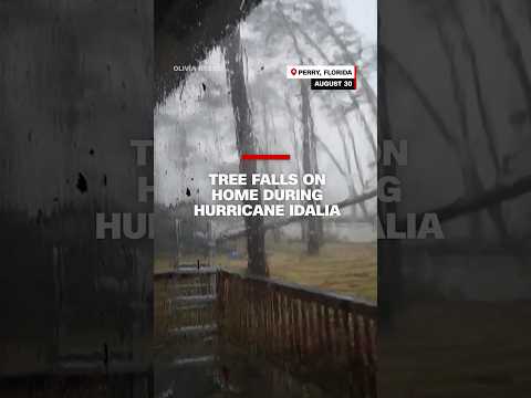 Tree falls on house during Hurricane Idalia