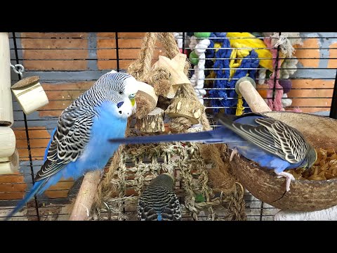 7 hours of budgie sounds