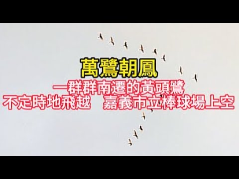 萬鷺朝鳳  一群群南遷的黃頭鷺 不定時地飛越 嘉義市立棒球場上空場 ＃嘉義 ＃嘉義好生活 ＃嘉義旅遊