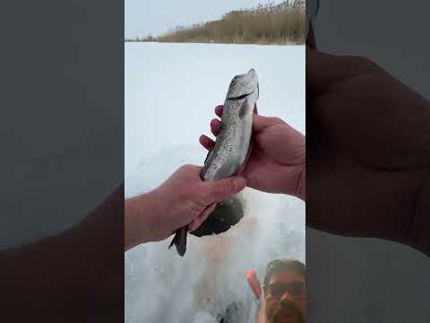 Fishing 🎣 survival #fishing #trending #tranding #viral #viralvideos #shortsfeed #viralshorts