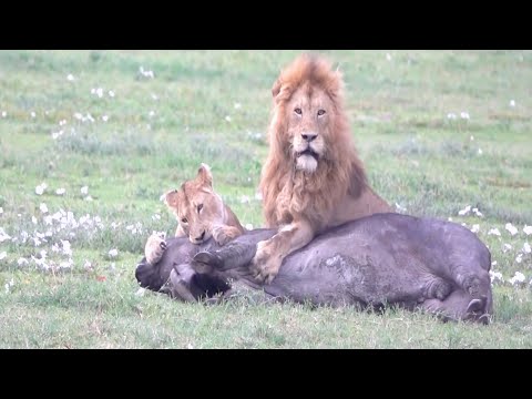 Shocking moments when lions attack their prey and kill buffalo