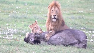 Shocking moments when lions attack their prey and kill buffalo