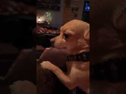 Angry dog 🐶 #dog #angry #funny #funnyvideos #foryou