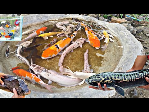 Finding giant toman fish in ponds, catfish, ornamental fish, molly fish, betta fish, koi fish