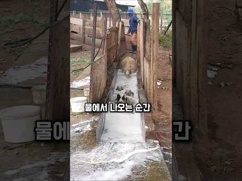 “양 한 마리로 밭이 살아납니다… 잊혀진 지혜의 귀환” 🌱