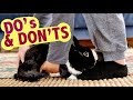Understanding Rabbit Care Essentials