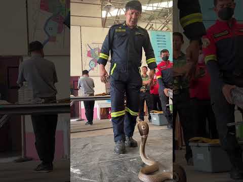 ถ้ารู้จักมันก็ต้องรู้ให้จริง #เด็กอย่าหาทำ #งูเห่า #cobra  #มือปราบอสรพิษ #snake #จับงู #สอนงู