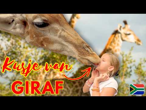 ZE KREEG EEN KUSJE VAN DE GIRAF! 🦒 (GIRAF HOUSE + LION PARK 🦁) 🇿🇦 | Bellinga Vlog #3513