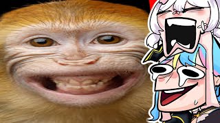 se rir igual MACACO PERDE nos MEMES