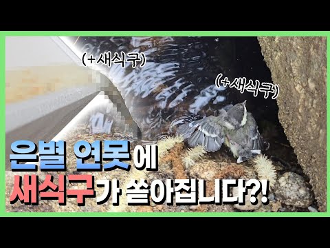 한 번에 100마리 투척되는 새 식구의 정체는?!