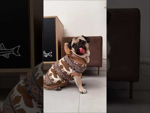 When the mistress took Sonu for a walk #youtubeshorts #viralshort
