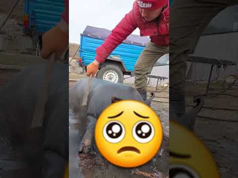 Свіжина