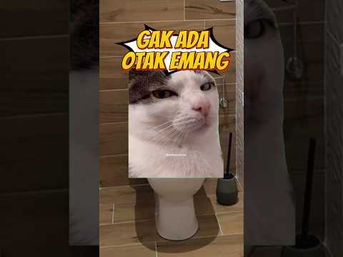 #cat #kucing #catlovers #pets #fypシ