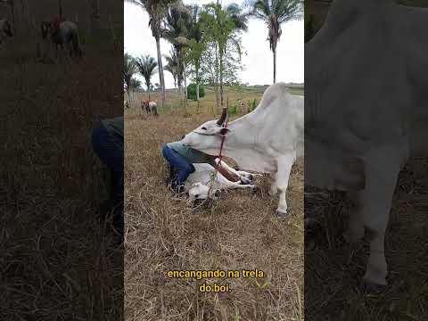 Encangando Bois🐂 #boiadeira #tração