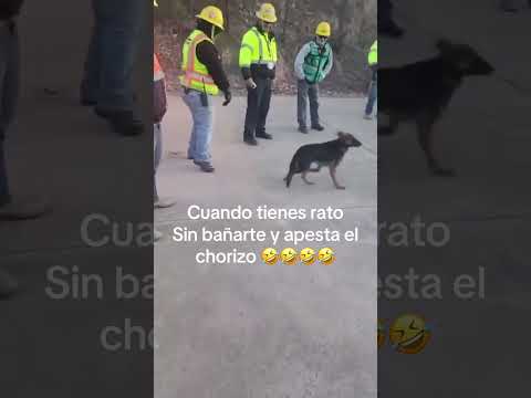 🤣🤣 chorizo apestoso #humor  #humormexicano