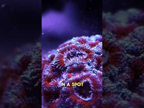 Will You Feed That Coral? #brstv When placing coral in your reef tank, take target feeding into consideration!
#shorts #BRStv

Find y