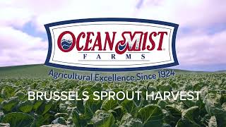 Ocean Mist Farms Brussels Sprouts Harvest thumbnail