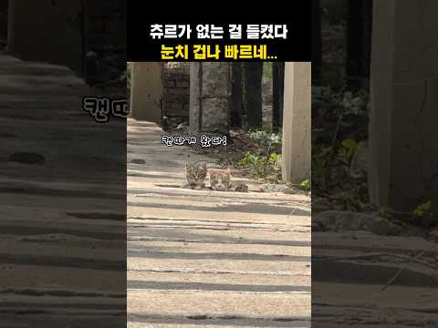츄르 없으면 절대 안옴#고양이 #cat #길냥이