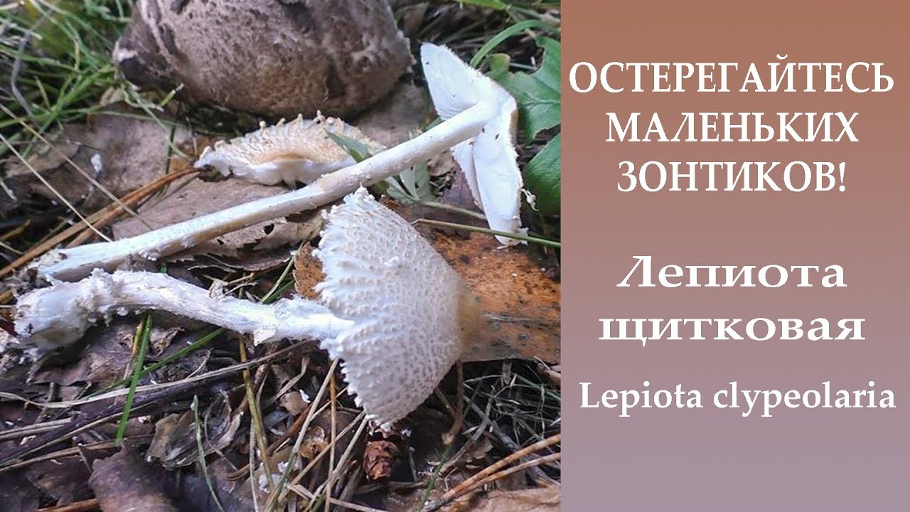 Остерегайтесь маленьких зонтиков! Лепиота щитковая - Lepiota clypeolaria