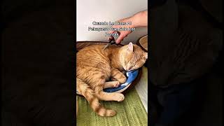 Los GATOS Más GRACIOSOS De Internet PARTE 1 