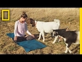 Goat Yoga and Personal Challenges