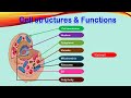 Cell Structure and Function Concepts