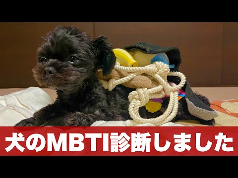 犬にもmbti診断は通用するのか【意味なし実験】