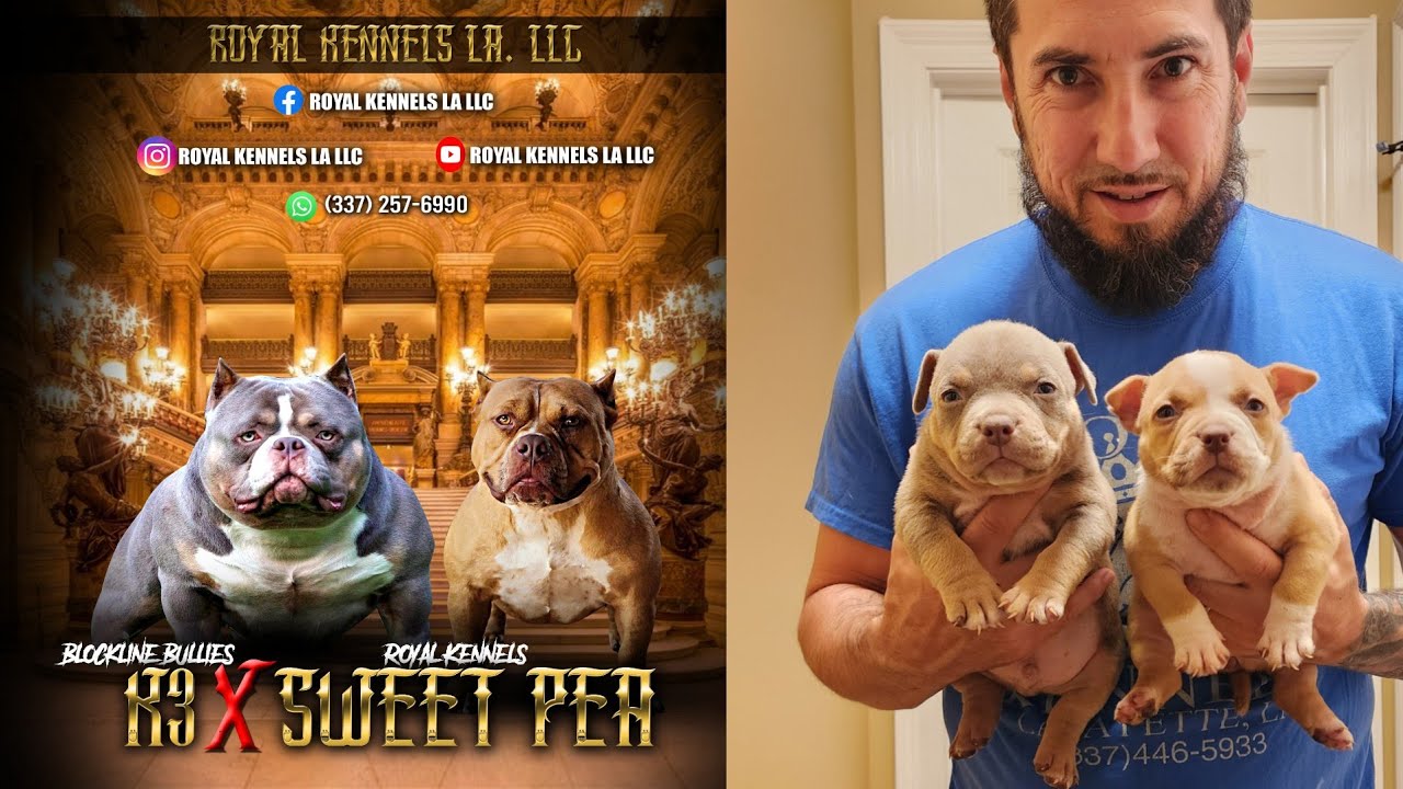 Pocket Bully Puppies For Sale