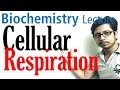 Regulation of Metabolic Pathways